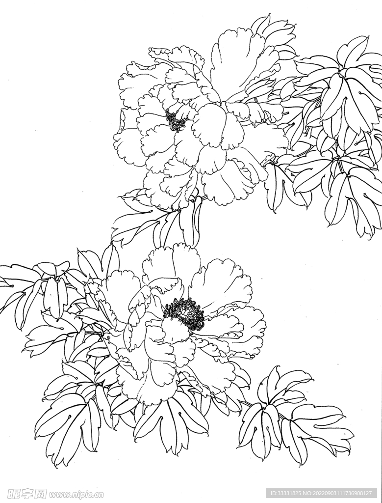 白描花卉