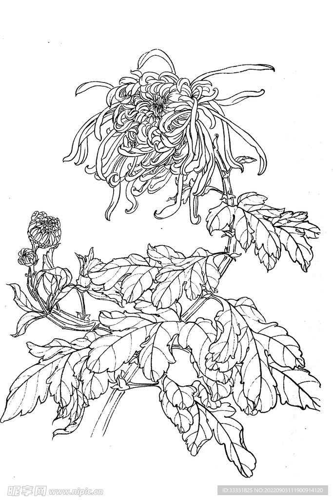 白描花卉