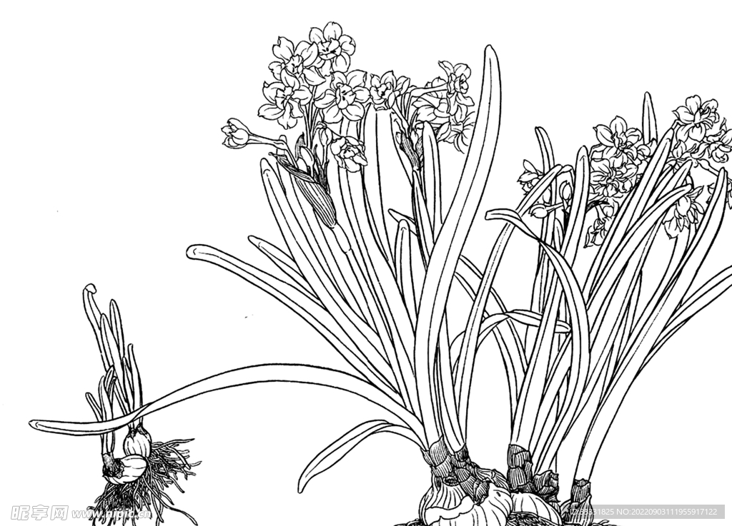 白描花卉