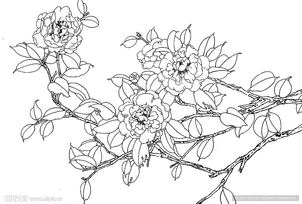 白描花卉