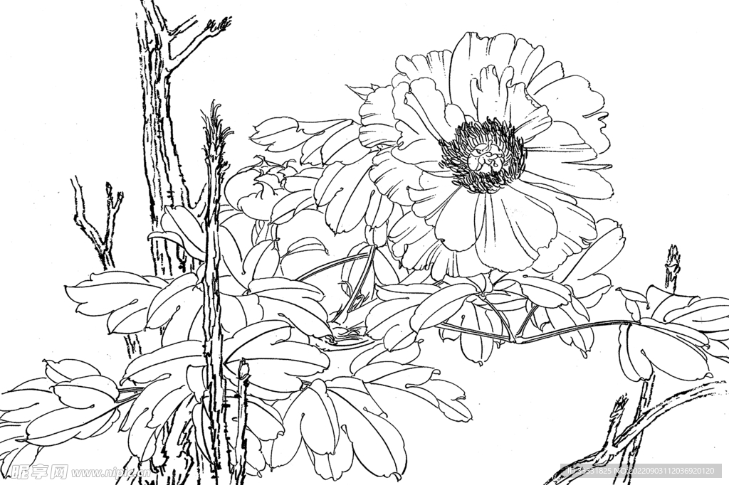 白描花卉