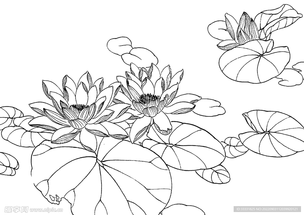 白描花卉