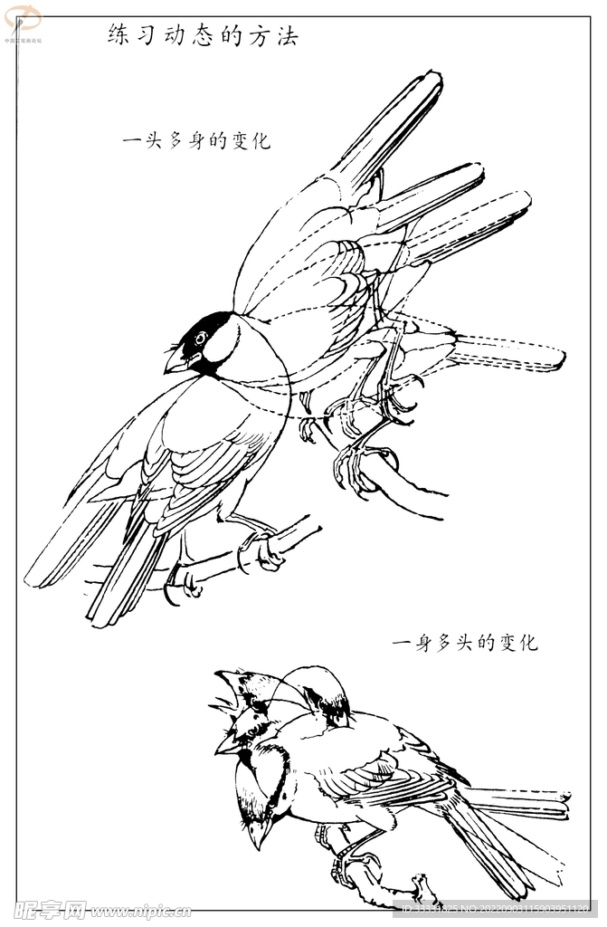 白描鸟