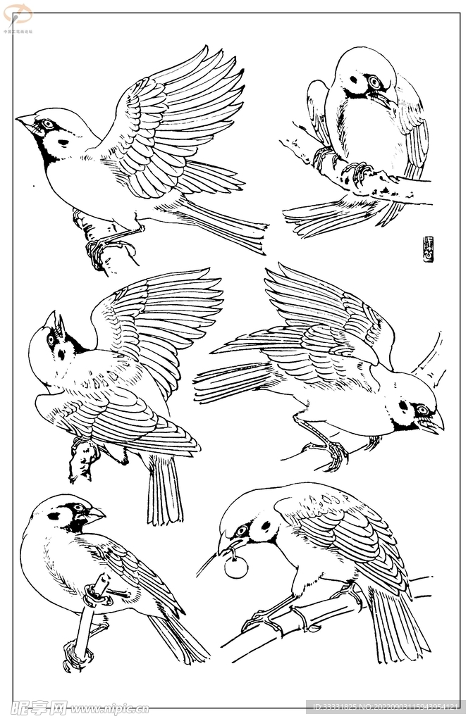 鸽子