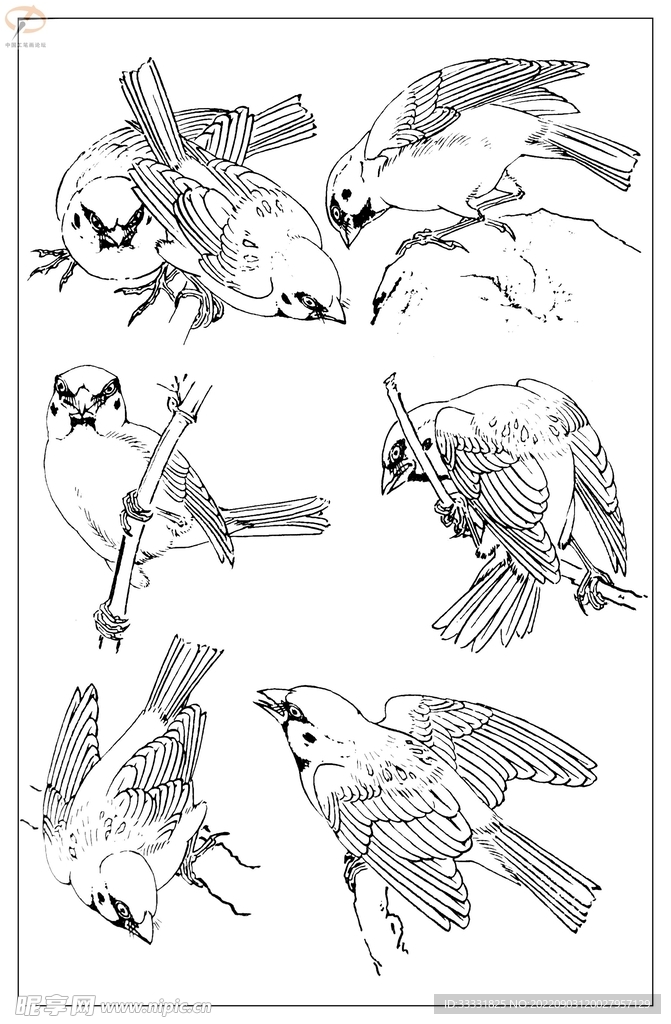 白描鸟