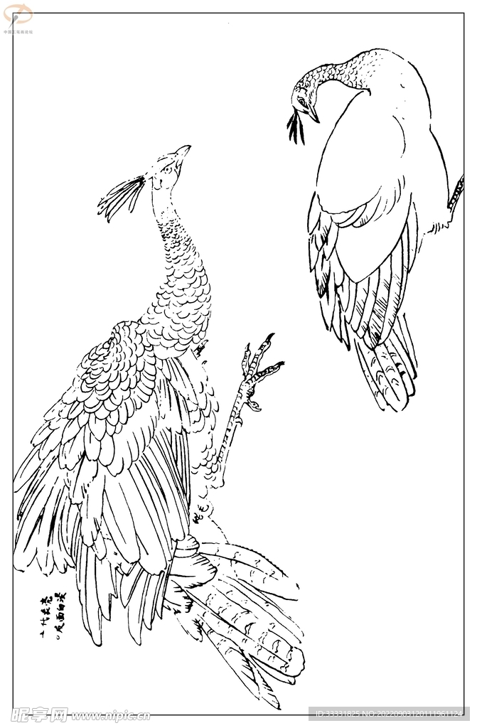 白描鸟