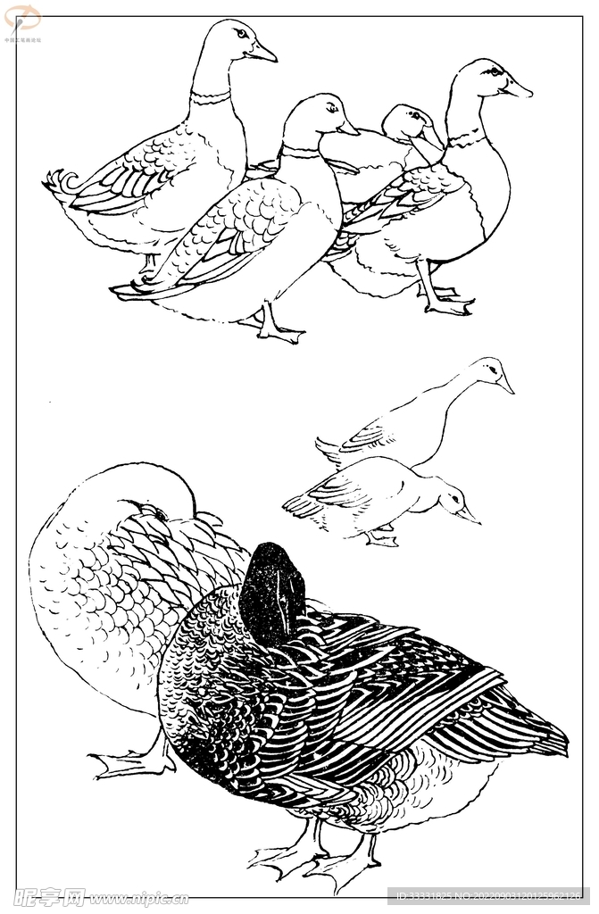 白描鸟