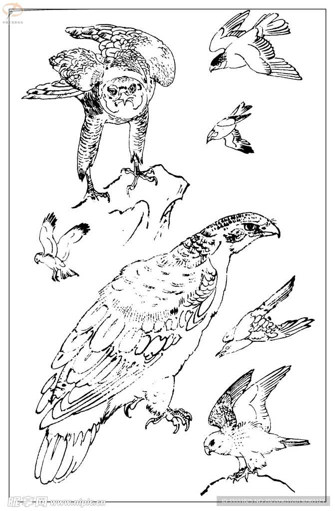 白描鸟