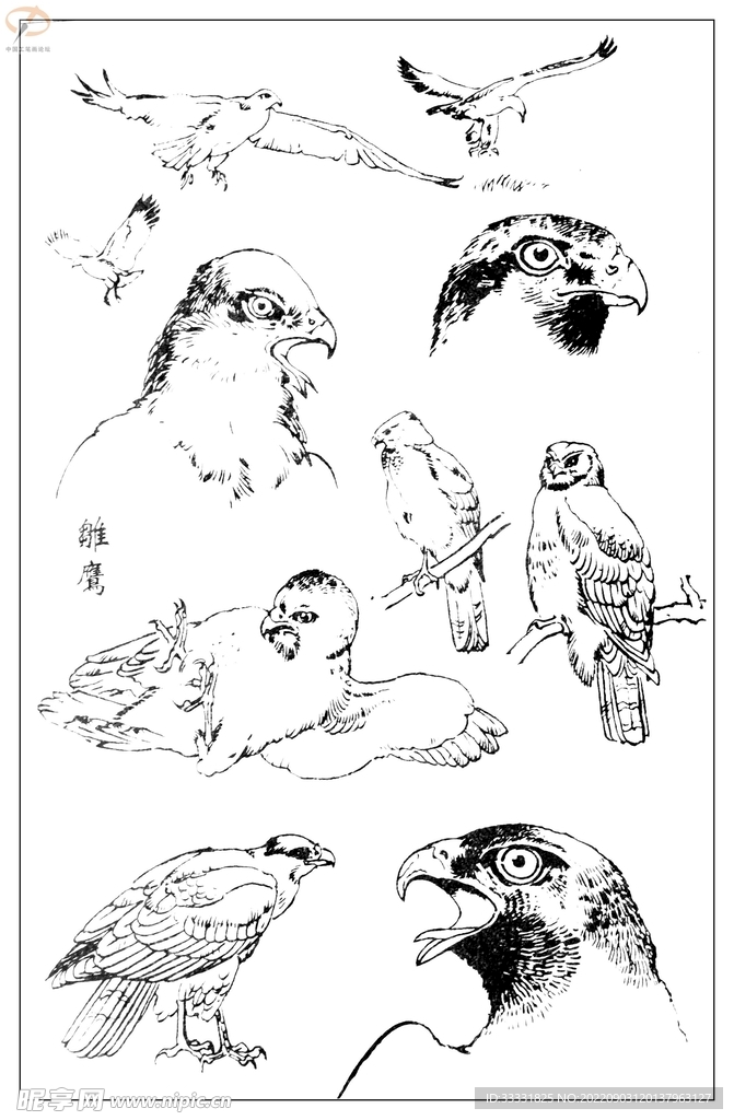 白描鸟