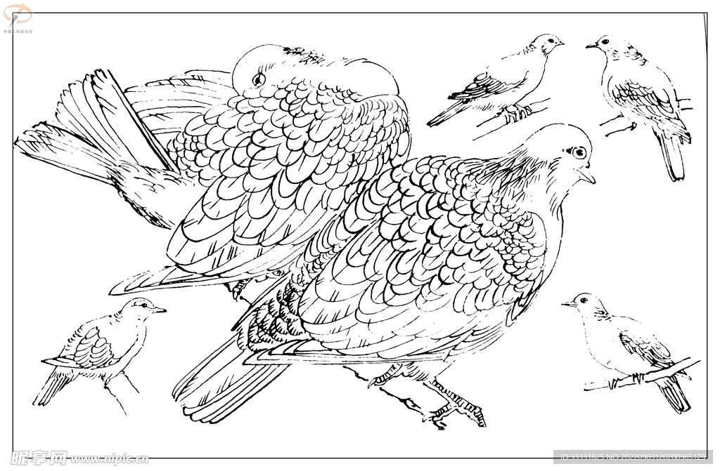 白描鸟