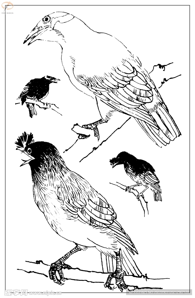白描鸟