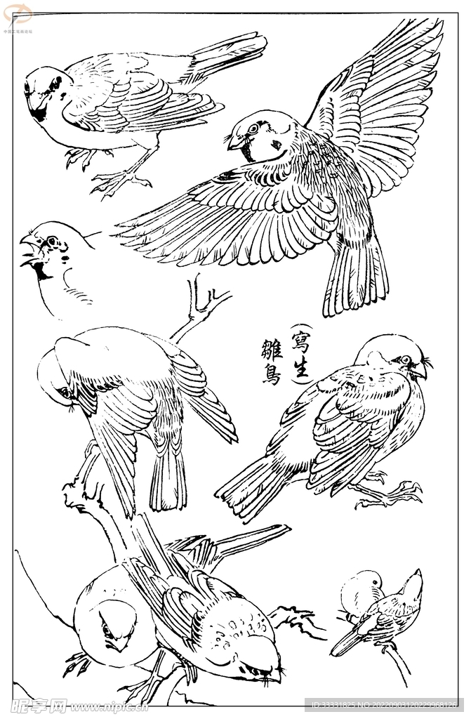 白描鸟