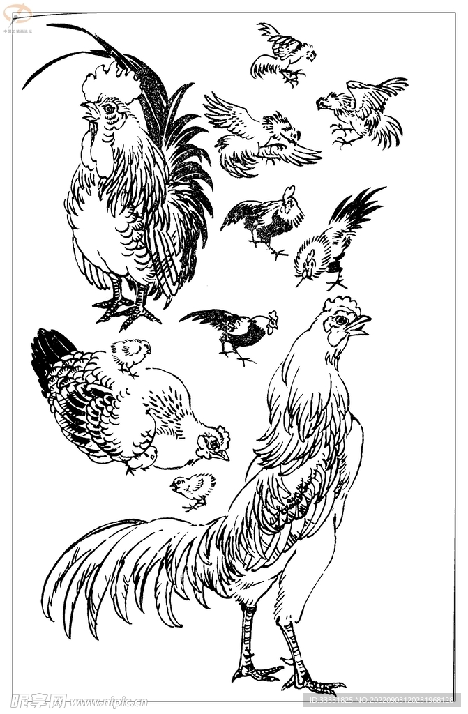 白描鸟