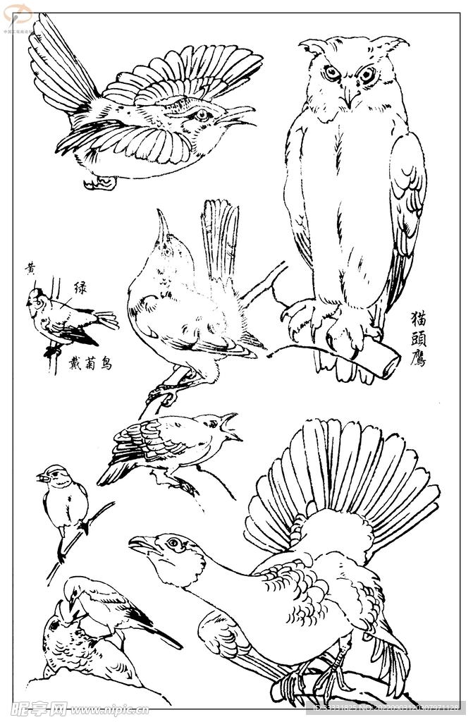 白描鸟