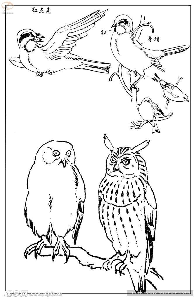 白描鸟