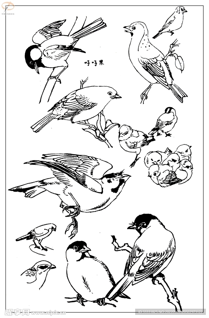 白描鸟