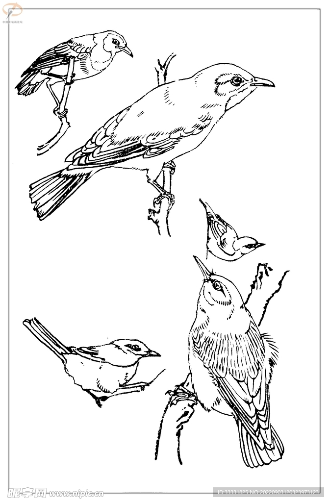 白描鸟