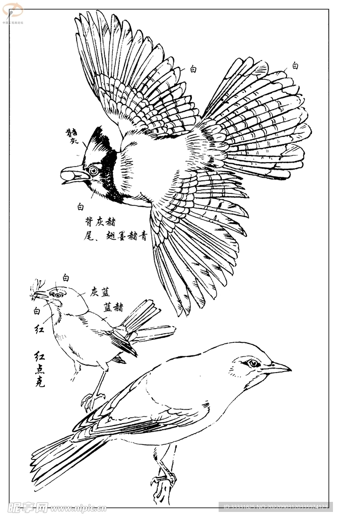 白描鸟