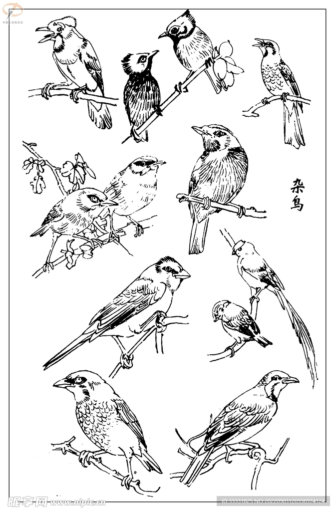 白描鸟