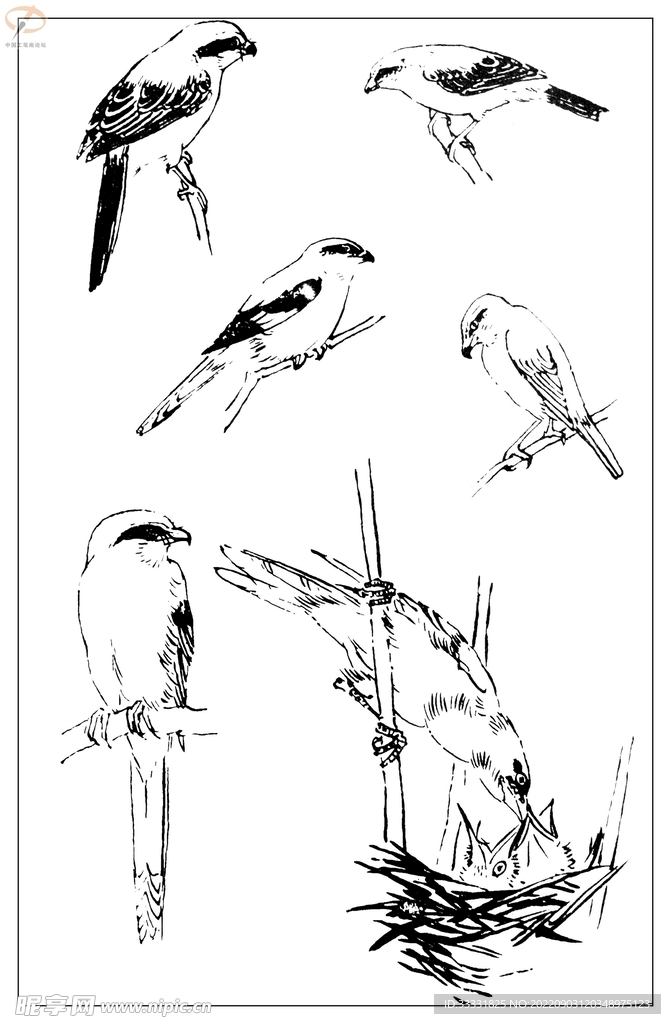 白描鸟