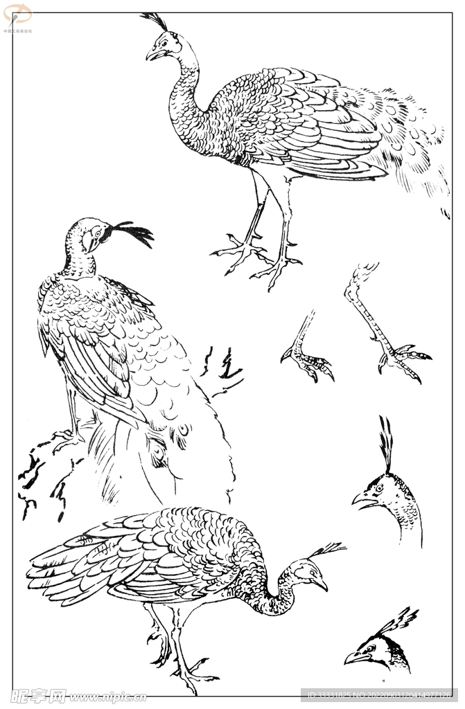 白描鸟