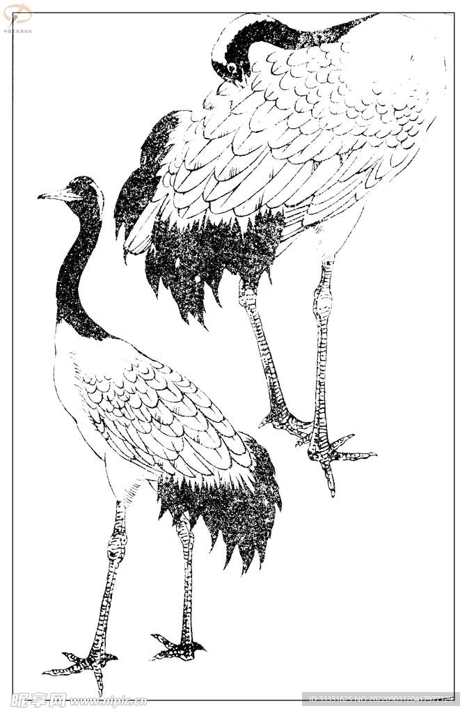 白描鸟