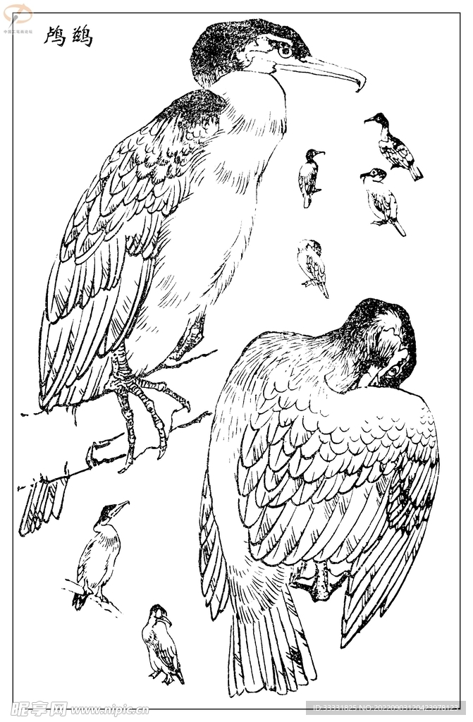 白描鸟