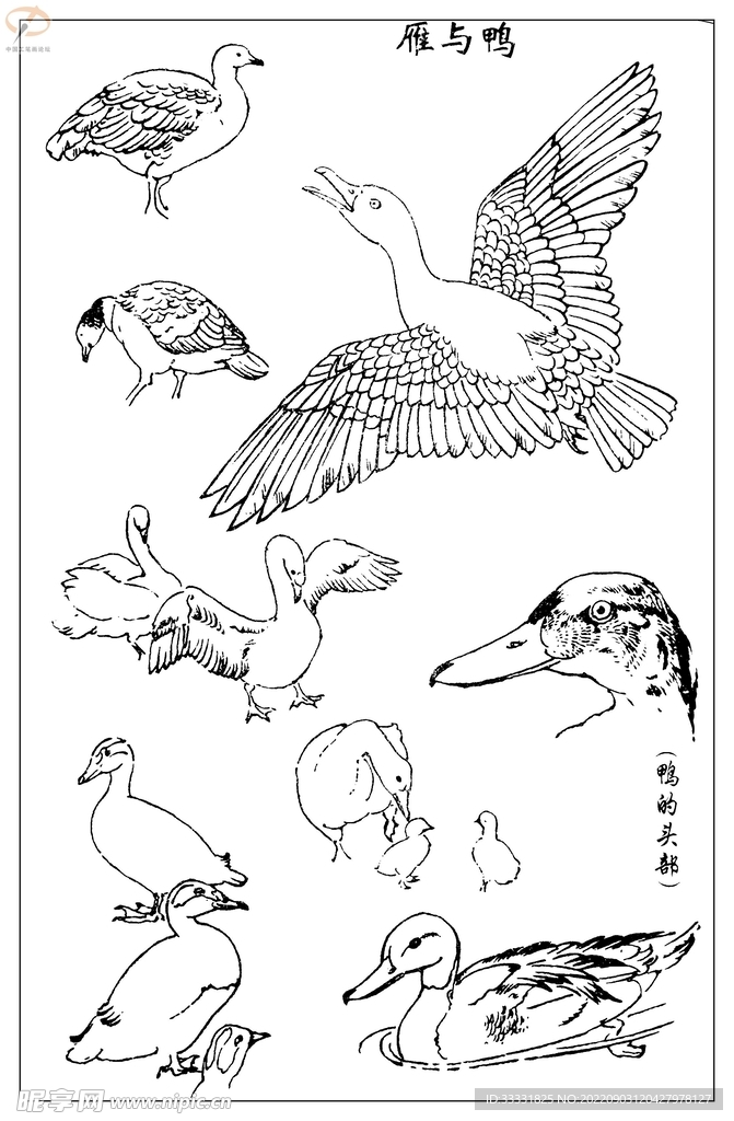 白描鸟