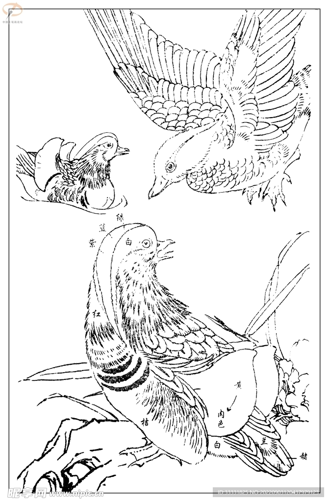 白描鸟