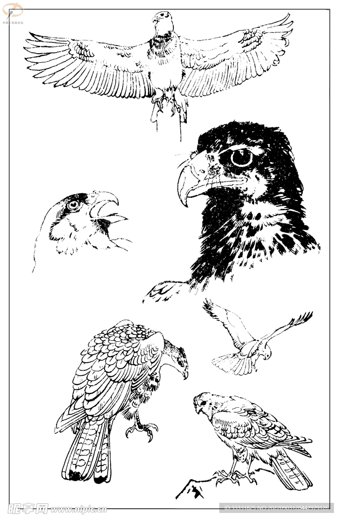 白描鸟
