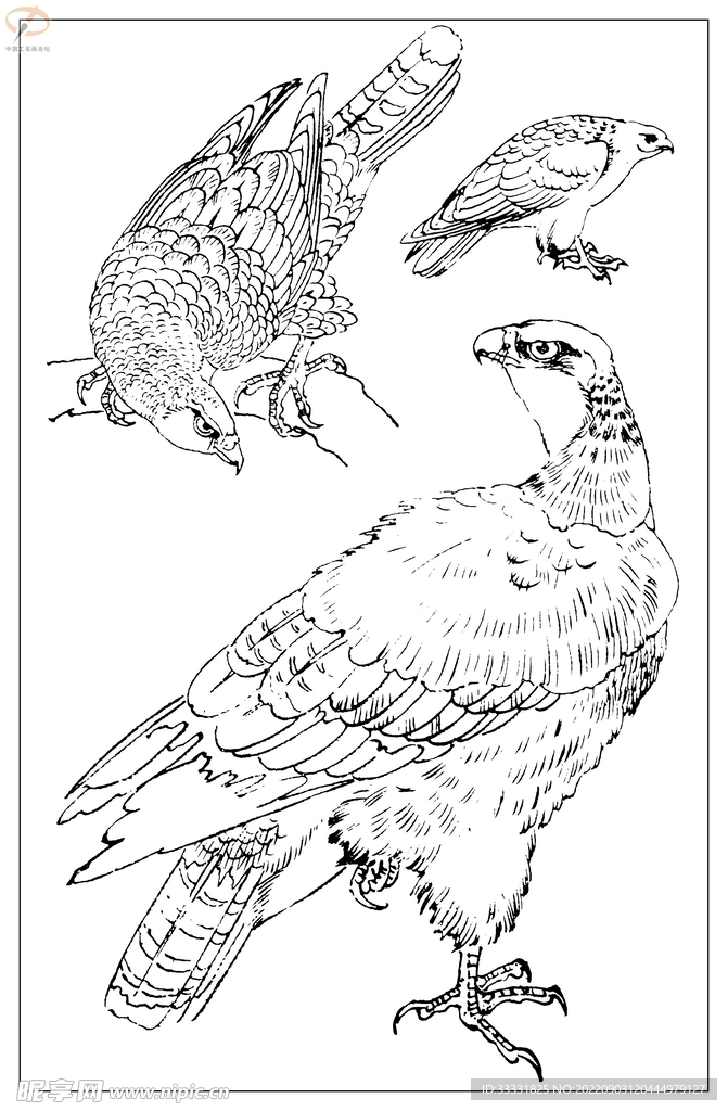白描鸟