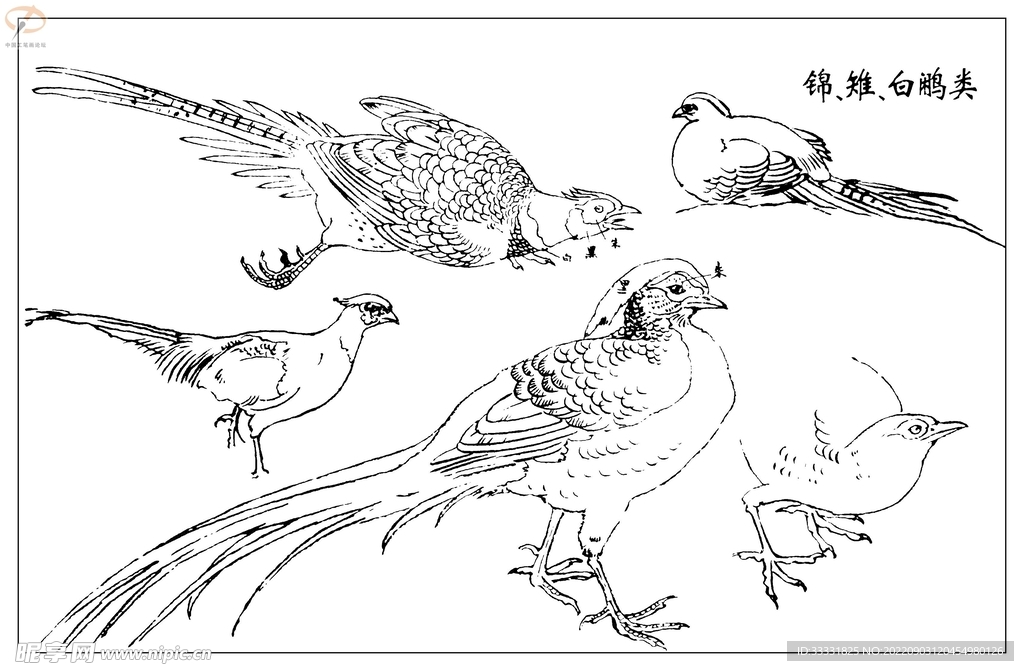 白描鸟