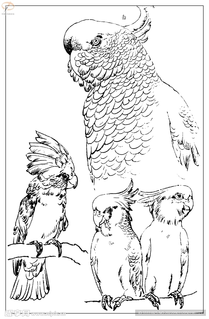 白描鸟