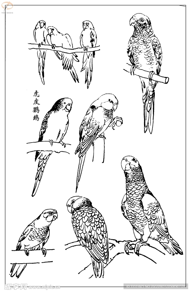 白描鸟
