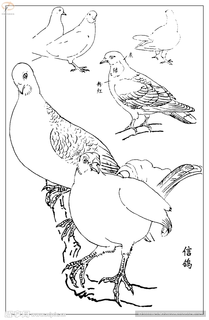白描鸟
