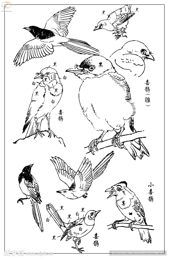 白描鸟