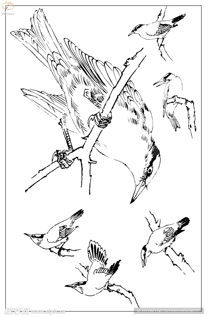 白描鸟