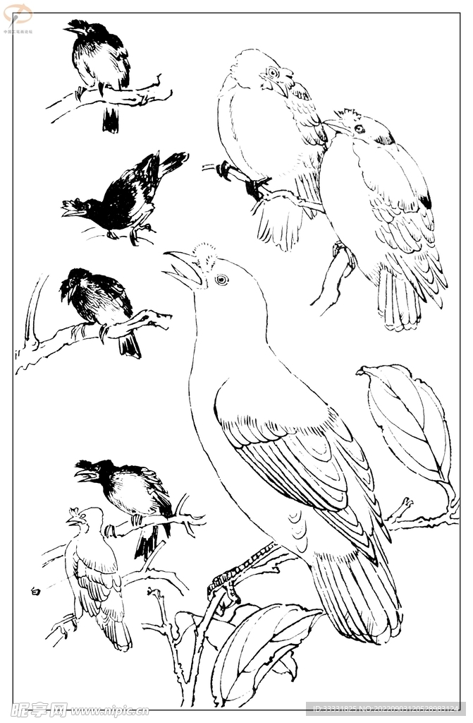 白描鸟