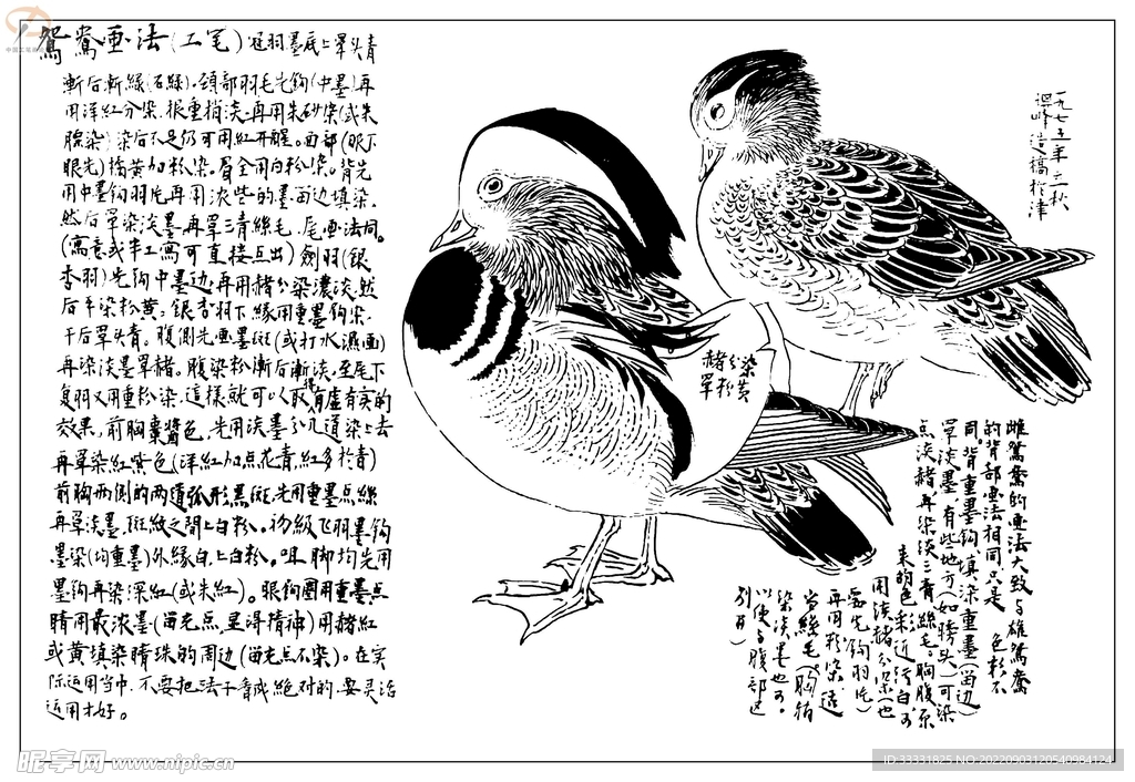 白描鸟