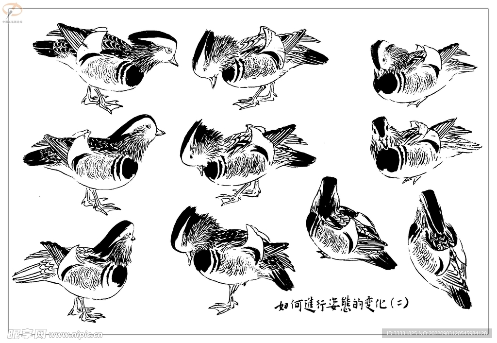 白描鸟