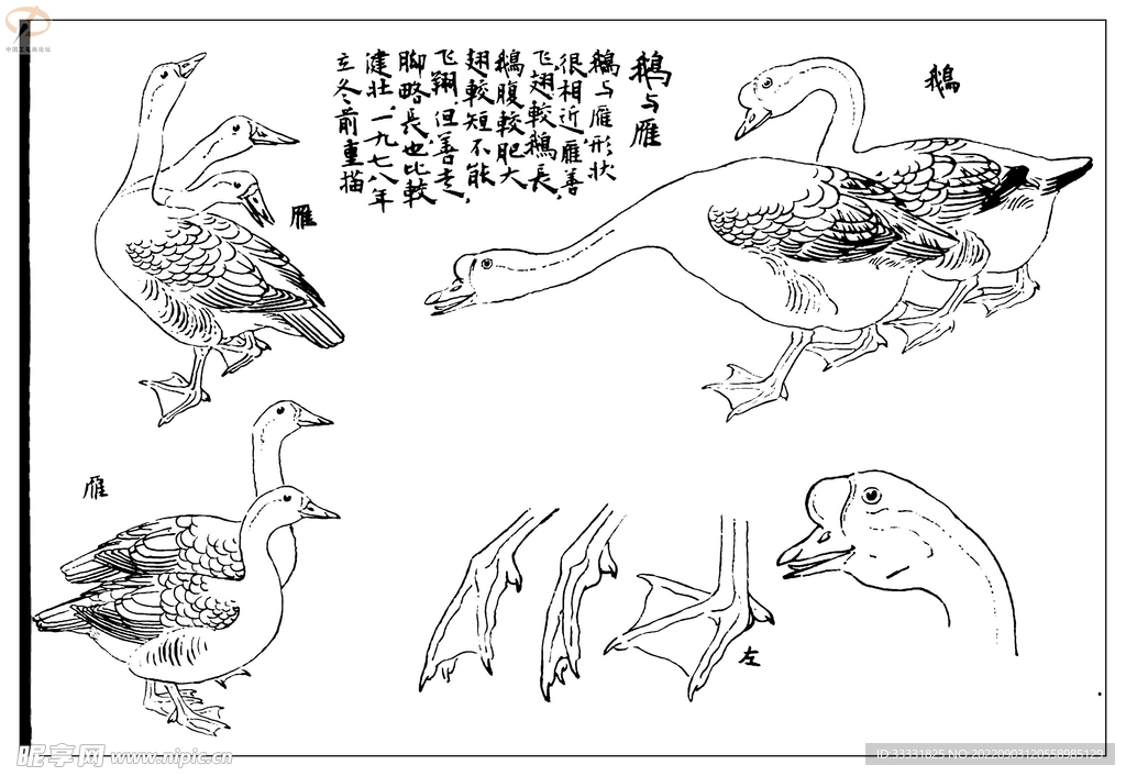 白描鸟