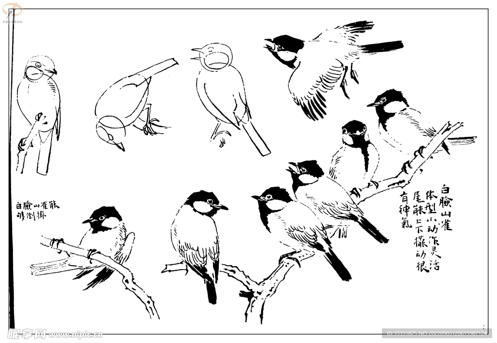 白描鸟