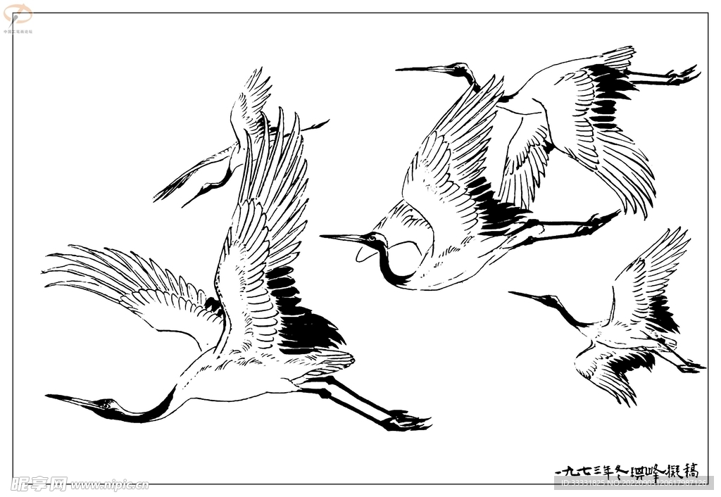 白描鸟