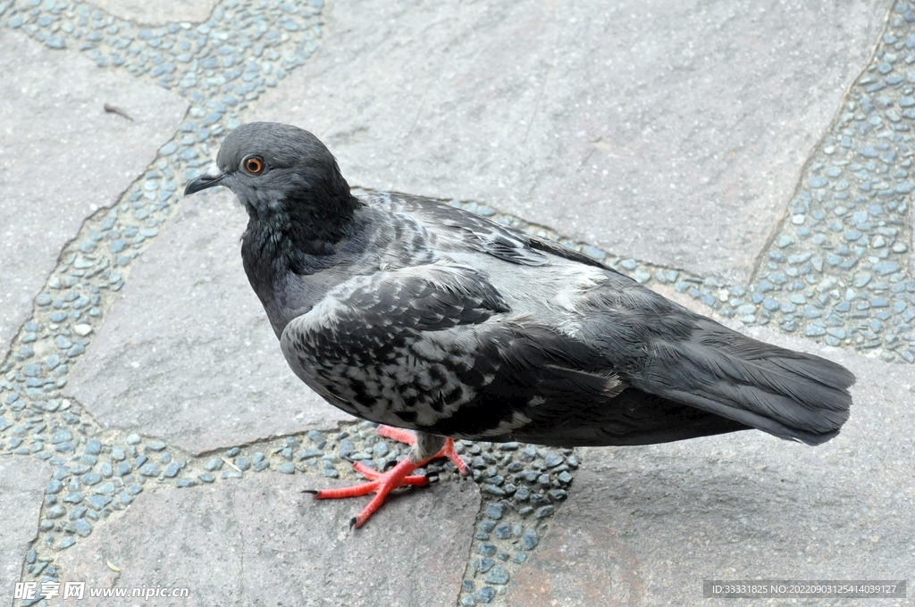 鸽子