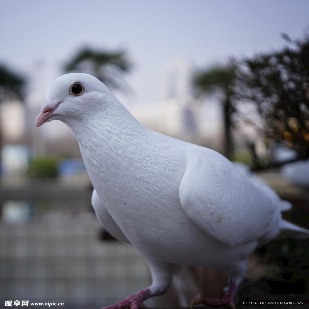 鸽子