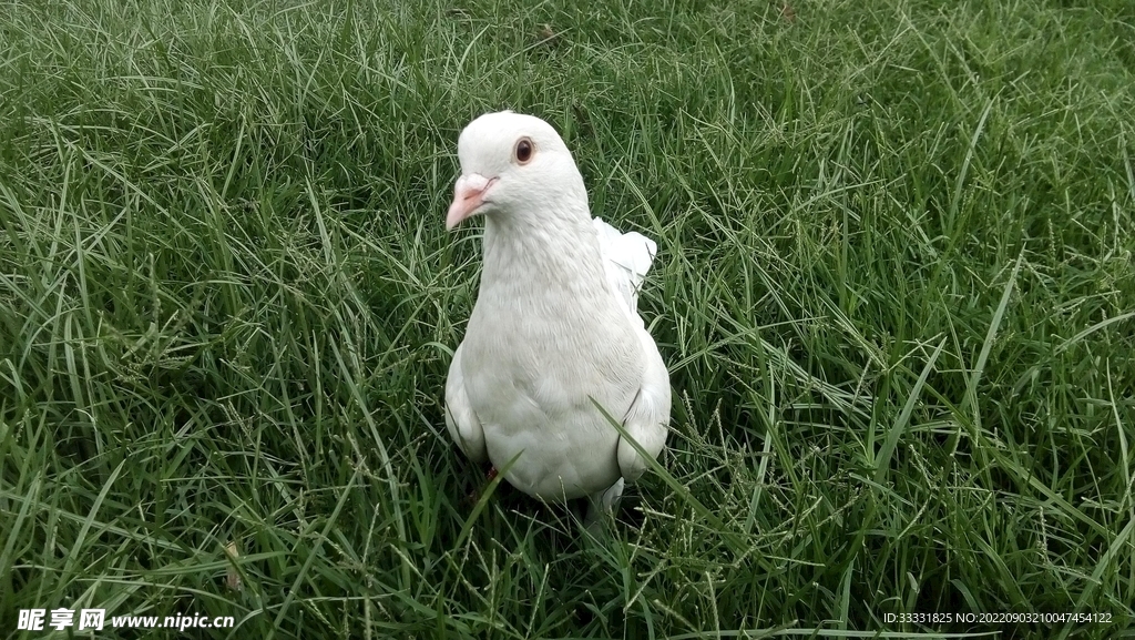 鸽子