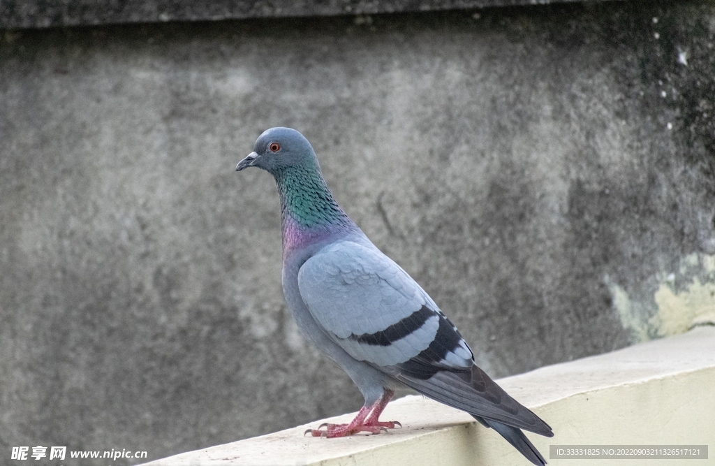 鸽子