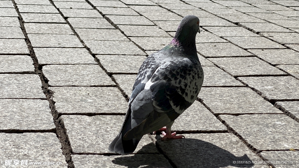 鸽子