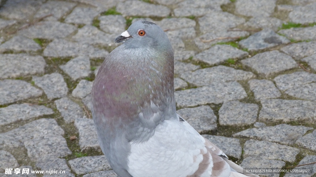 鸽子