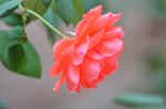 红色月季花